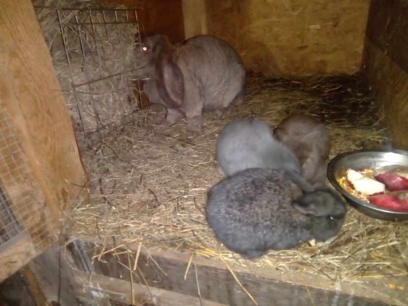  - Cuib din 11-12-2018