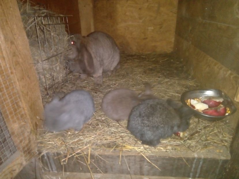  - Cuib din 11-12-2018