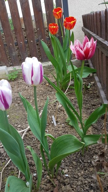  - Primavara in gradina 2018