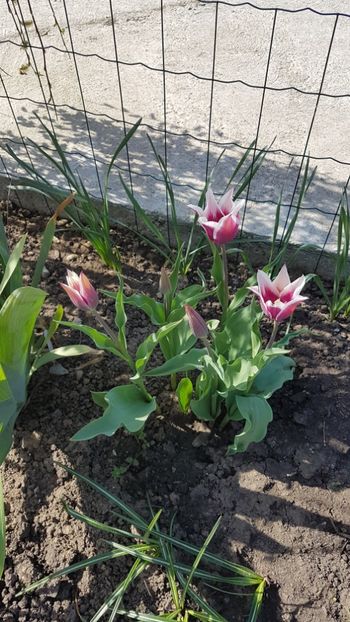  - Primavara in gradina 2018