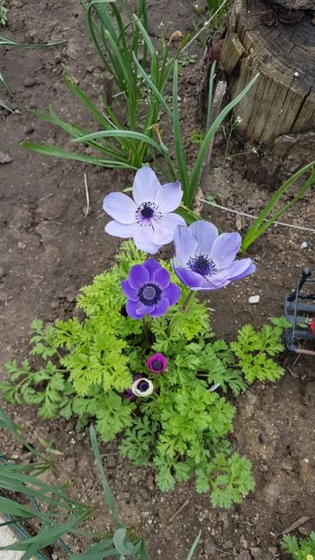  - Primavara in gradina 2018