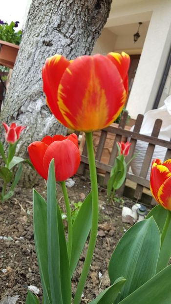  - Primavara in gradina 2018