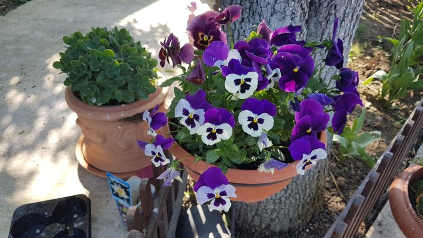  - Primavara in gradina 2018