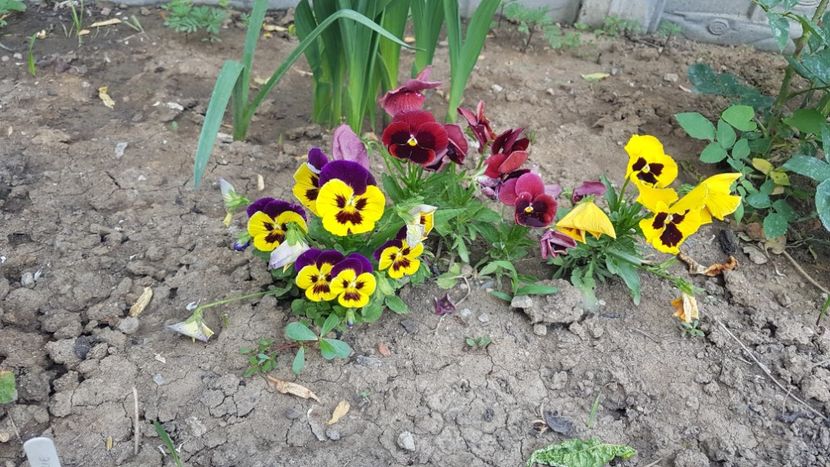  - Primavara in gradina 2018