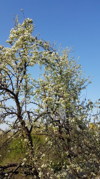  - Primavara in gradina 2018