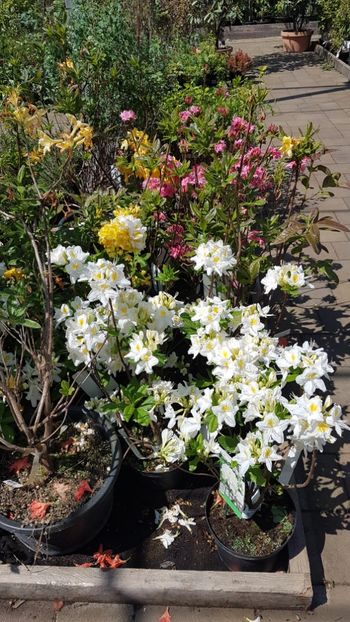  - Primavara in gradina 2018