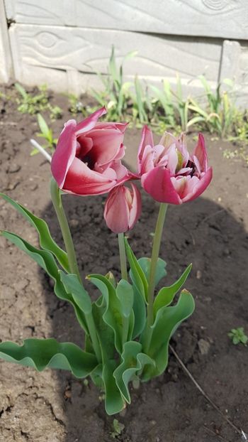  - Primavara in gradina 2018