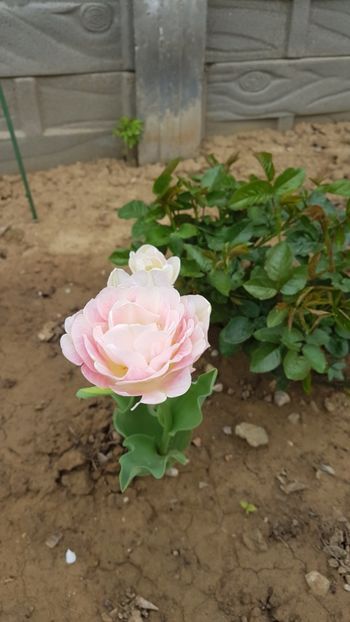  - Primavara in gradina 2018