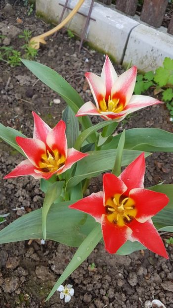  - Primavara in gradina 2018