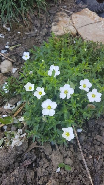  - Primavara in gradina 2018