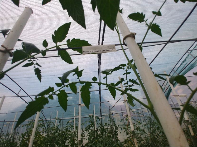 BLACK PRINCE 2018 (9) - BLACK PRINCE 2018