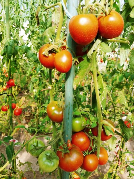 BLACK PRINCE 2018 (20) - BLACK PRINCE 2018