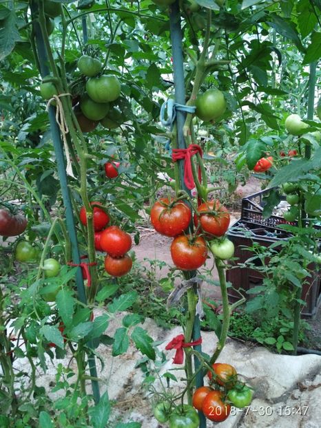 BLACK PRINCE 2018 (29) - BLACK PRINCE 2018