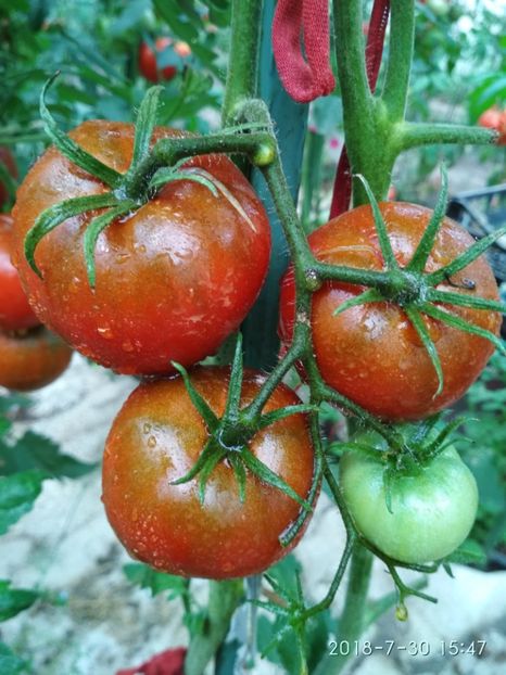 BLACK PRINCE 2018 (31) - BLACK PRINCE 2018