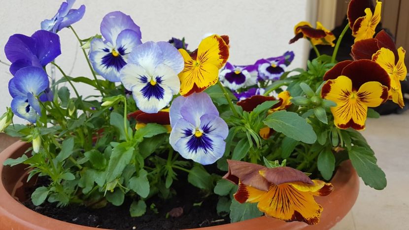  - Primavara in gradina 2018