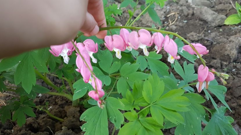  - Primavara in gradina 2018