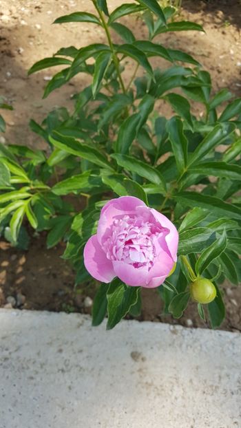  - Primavara in gradina 2018