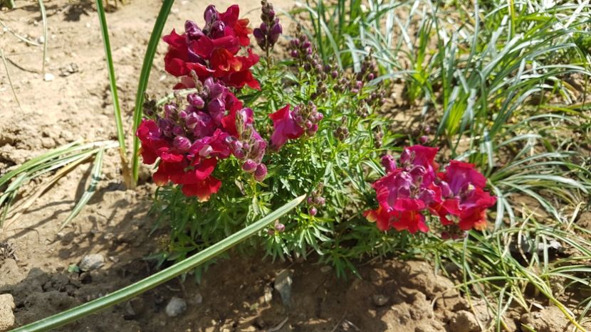  - Primavara in gradina 2018