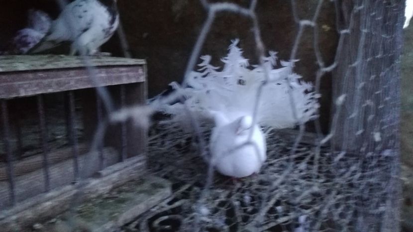  - De vinzare jante aliaj si anvelope