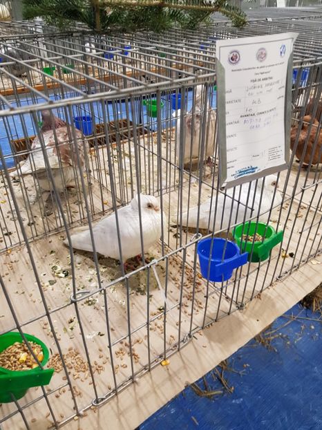  - u -EXPO TARA FAGARASULUI-EXPOZITIA NATIONALA CLUB BRAHMA-COCHIN FĂGĂRAȘ