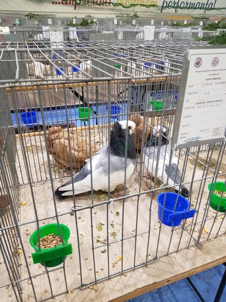  - u -EXPO TARA FAGARASULUI-EXPOZITIA NATIONALA CLUB BRAHMA-COCHIN FĂGĂRAȘ