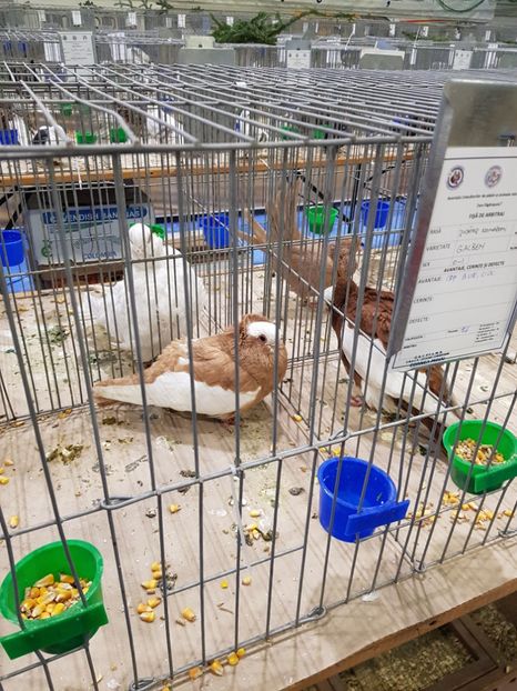  - u -EXPO TARA FAGARASULUI-EXPOZITIA NATIONALA CLUB BRAHMA-COCHIN FĂGĂRAȘ