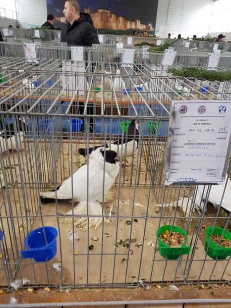  - u -EXPO TARA FAGARASULUI-EXPOZITIA NATIONALA CLUB BRAHMA-COCHIN FĂGĂRAȘ