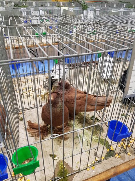  - u -EXPO TARA FAGARASULUI-EXPOZITIA NATIONALA CLUB BRAHMA-COCHIN FĂGĂRAȘ