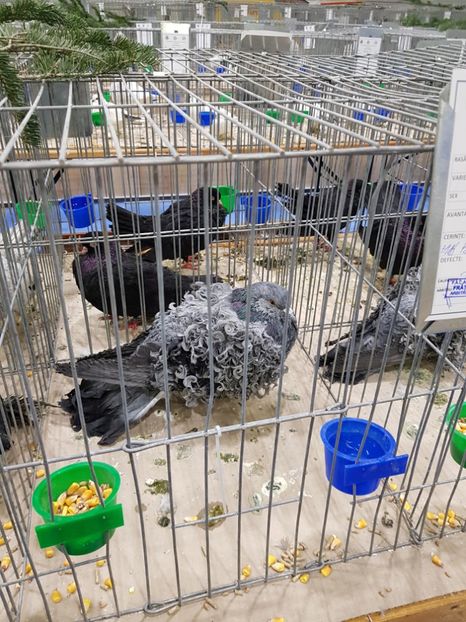  - u -EXPO TARA FAGARASULUI-EXPOZITIA NATIONALA CLUB BRAHMA-COCHIN FĂGĂRAȘ