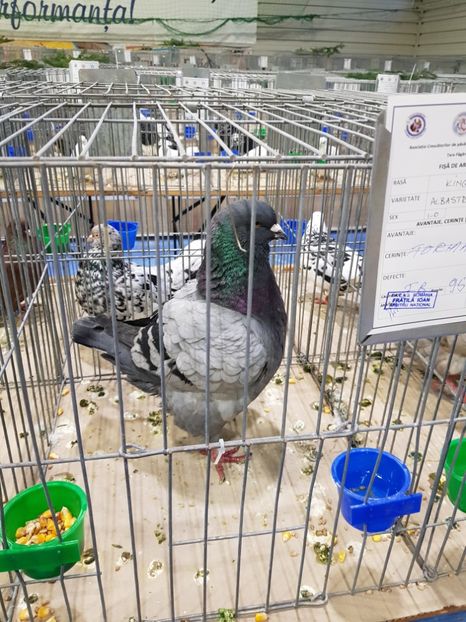  - u -EXPO TARA FAGARASULUI-EXPOZITIA NATIONALA CLUB BRAHMA-COCHIN FĂGĂRAȘ