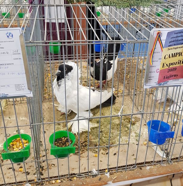  - u -EXPO TARA FAGARASULUI-EXPOZITIA NATIONALA CLUB BRAHMA-COCHIN FĂGĂRAȘ