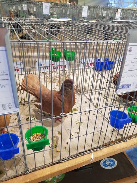  - u -EXPO TARA FAGARASULUI-EXPOZITIA NATIONALA CLUB BRAHMA-COCHIN FĂGĂRAȘ