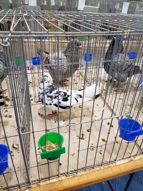  - u -EXPO TARA FAGARASULUI-EXPOZITIA NATIONALA CLUB BRAHMA-COCHIN FĂGĂRAȘ