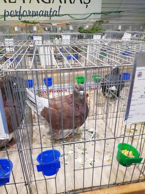  - u -EXPO TARA FAGARASULUI-EXPOZITIA NATIONALA CLUB BRAHMA-COCHIN FĂGĂRAȘ