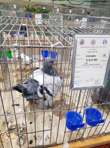  - u -EXPO TARA FAGARASULUI-EXPOZITIA NATIONALA CLUB BRAHMA-COCHIN FĂGĂRAȘ