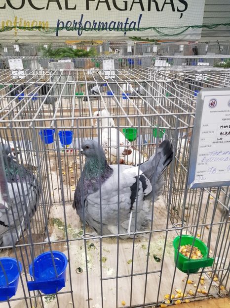  - u -EXPO TARA FAGARASULUI-EXPOZITIA NATIONALA CLUB BRAHMA-COCHIN FĂGĂRAȘ