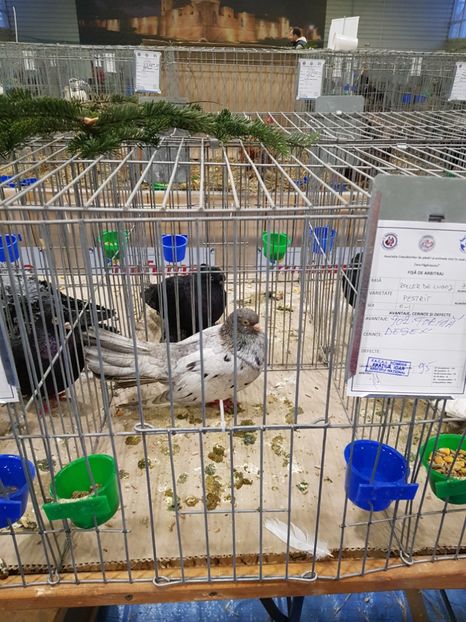  - u -EXPO TARA FAGARASULUI-EXPOZITIA NATIONALA CLUB BRAHMA-COCHIN FĂGĂRAȘ
