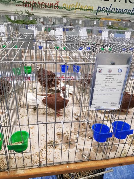  - u -EXPO TARA FAGARASULUI-EXPOZITIA NATIONALA CLUB BRAHMA-COCHIN FĂGĂRAȘ