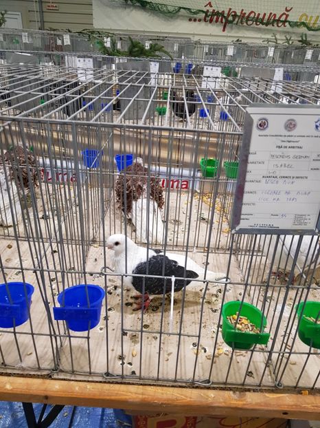  - u -EXPO TARA FAGARASULUI-EXPOZITIA NATIONALA CLUB BRAHMA-COCHIN FĂGĂRAȘ