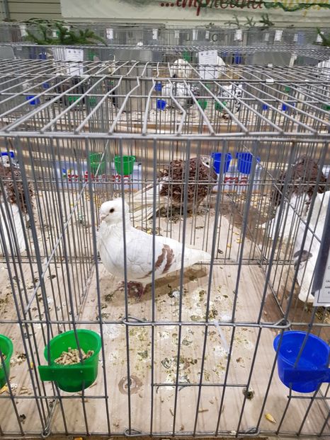  - u -EXPO TARA FAGARASULUI-EXPOZITIA NATIONALA CLUB BRAHMA-COCHIN FĂGĂRAȘ
