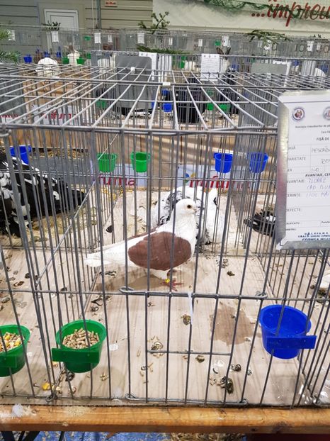  - u -EXPO TARA FAGARASULUI-EXPOZITIA NATIONALA CLUB BRAHMA-COCHIN FĂGĂRAȘ