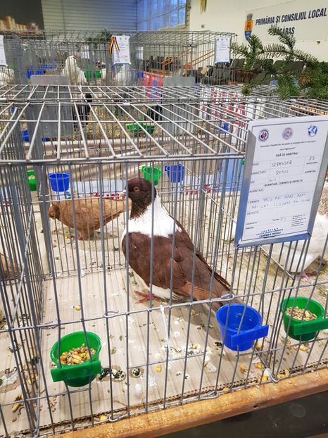  - u -EXPO TARA FAGARASULUI-EXPOZITIA NATIONALA CLUB BRAHMA-COCHIN FĂGĂRAȘ