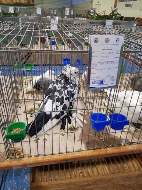  - u -EXPO TARA FAGARASULUI-EXPOZITIA NATIONALA CLUB BRAHMA-COCHIN FĂGĂRAȘ