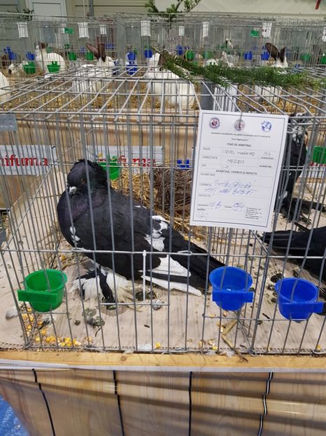  - u -EXPO TARA FAGARASULUI-EXPOZITIA NATIONALA CLUB BRAHMA-COCHIN FĂGĂRAȘ