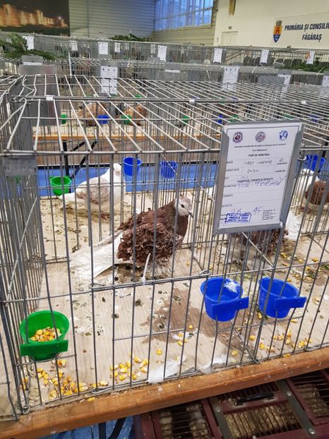  - u -EXPO TARA FAGARASULUI-EXPOZITIA NATIONALA CLUB BRAHMA-COCHIN FĂGĂRAȘ