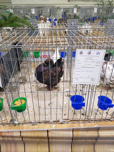  - u -EXPO TARA FAGARASULUI-EXPOZITIA NATIONALA CLUB BRAHMA-COCHIN FĂGĂRAȘ