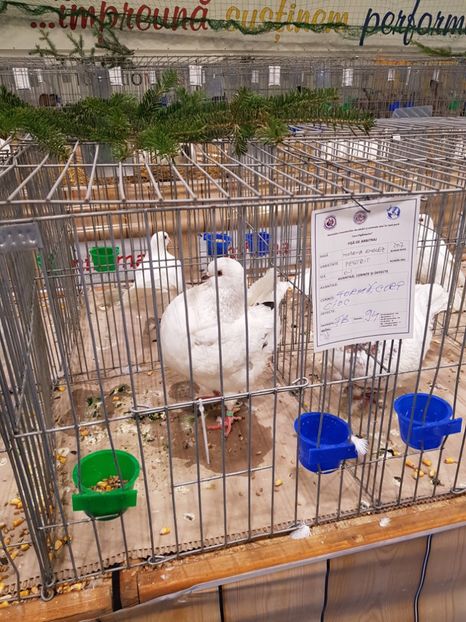  - u -EXPO TARA FAGARASULUI-EXPOZITIA NATIONALA CLUB BRAHMA-COCHIN FĂGĂRAȘ