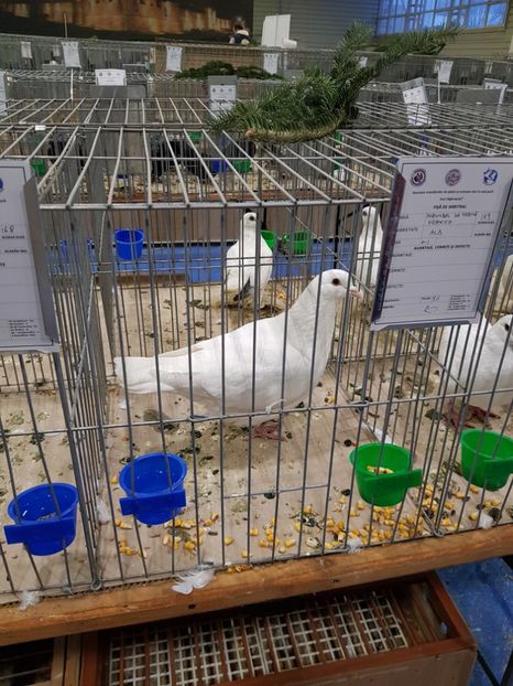  - u -EXPO TARA FAGARASULUI-EXPOZITIA NATIONALA CLUB BRAHMA-COCHIN FĂGĂRAȘ