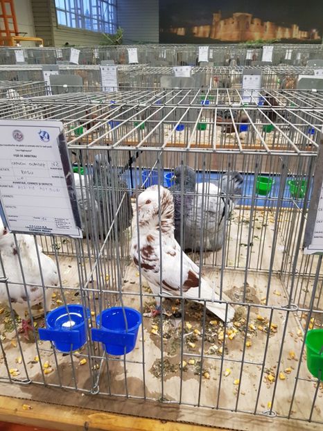  - u -EXPO TARA FAGARASULUI-EXPOZITIA NATIONALA CLUB BRAHMA-COCHIN FĂGĂRAȘ