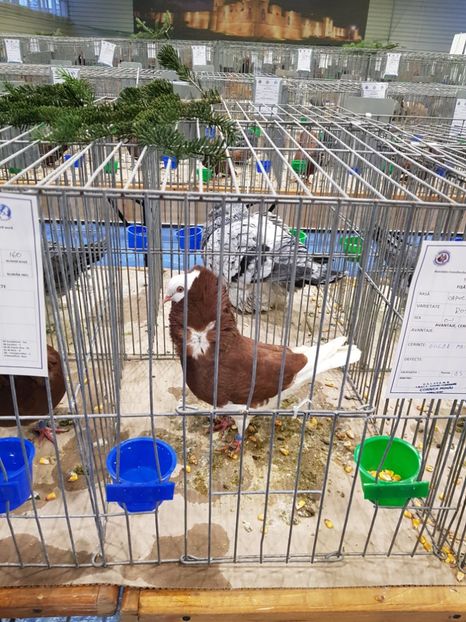  - u -EXPO TARA FAGARASULUI-EXPOZITIA NATIONALA CLUB BRAHMA-COCHIN FĂGĂRAȘ